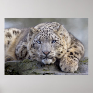 Vishnu Snow Leopard Print