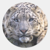Vishnu Snow Leopard Sticker (Voorkant)