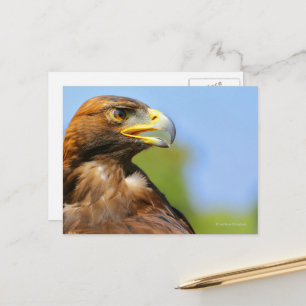 Visie op een mooie jonge Golden Eagle Briefkaart