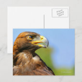 Visie op een mooie jonge Golden Eagle Briefkaart (Voorkant / Achterkant)