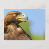 Visie op een mooie jonge Golden Eagle Briefkaart (Voorkant)