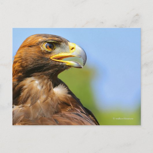 Visie op een mooie jonge Golden Eagle Briefkaart (Voorkant)