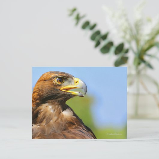 Visie op een mooie jonge Golden Eagle Briefkaart (Staand voorkant)