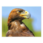 Visie op een mooie jonge Golden Eagle Foto Afdruk (Voorkant)