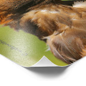 Visie op een mooie jonge Golden Eagle Foto Afdruk (Hoek)