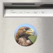 Visie op een mooie jonge Golden Eagle Magneet (Insitu (Vaatwasser))