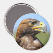 Visie op een mooie jonge Golden Eagle Magneet (Voorkant / Achterkant)