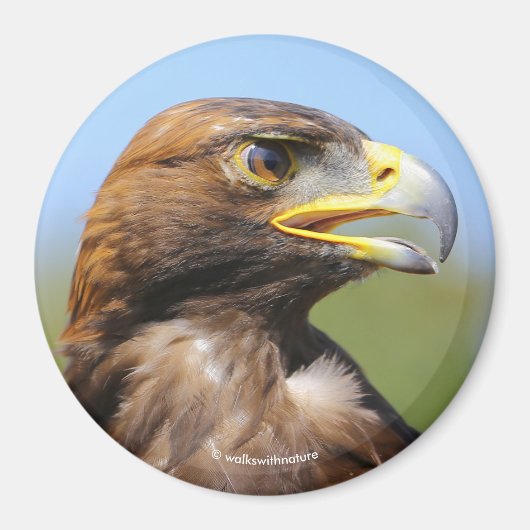 Visie op een mooie jonge Golden Eagle Magneet (Voorkant)