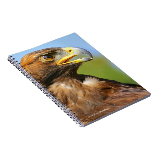 Visie op een mooie jonge Golden Eagle Notitieboek (Rechterzijde)