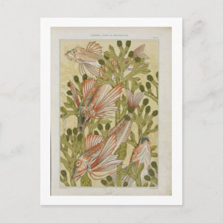 visillustratie briefkaart