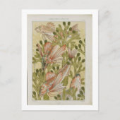  visillustratie briefkaart (Voorkant)