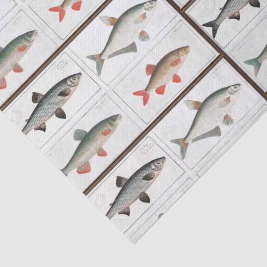  visillustraties tissuepapier (Detail)