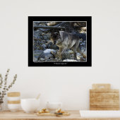 "Vision Quest" Grijze Wolf Foto Poster (Keuken)