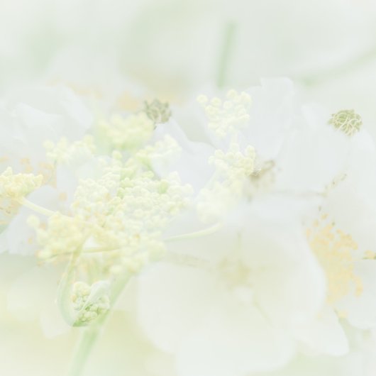 Visitekaartje met macrobloemdesign