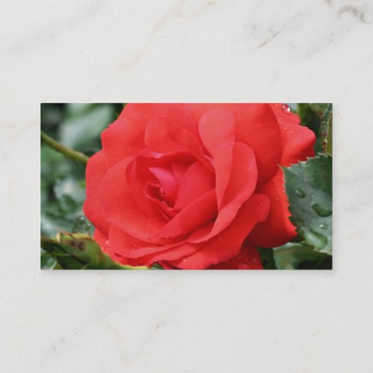 Visitekaartje Rode roze Natuur (Achterkant)