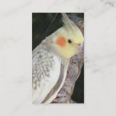 Visitekaartje van Afrikaanse grijze papegaai (Achterkant)