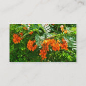 Visitekaartje van Scarlet Wisteria (Sesbania punic (Achterkant)