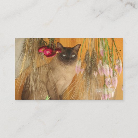 Visitekaartje voor de fotografie van siamese kat A (Achterkant)