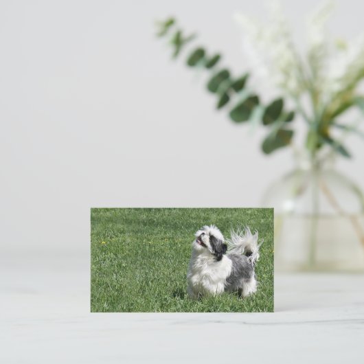 Visitekaartje voor Shih Tzu afspelen (Staand voorkant)