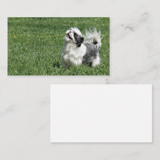 Visitekaartje voor Shih Tzu afspelen (Voorkant / Achterkant)