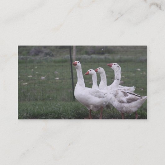 Visitekaartjes (Achterkant)