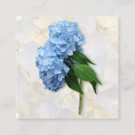 Visitekaartjes van blauwe hydrangea Vloertuinboor (Achterkant)