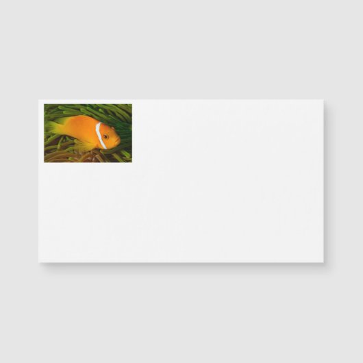 Visitekaartjes van gekookte vis (Voorkant)