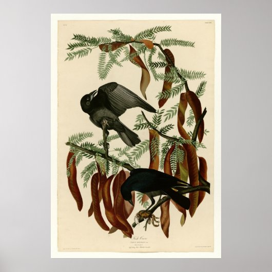 Viskool Poster (Voorkant)