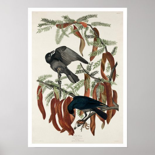 Vismijn door het Poster Audubon (Voorkant)