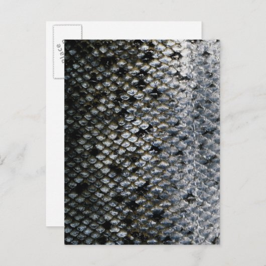 Visschalen Briefkaart (Voorkant / Achterkant)