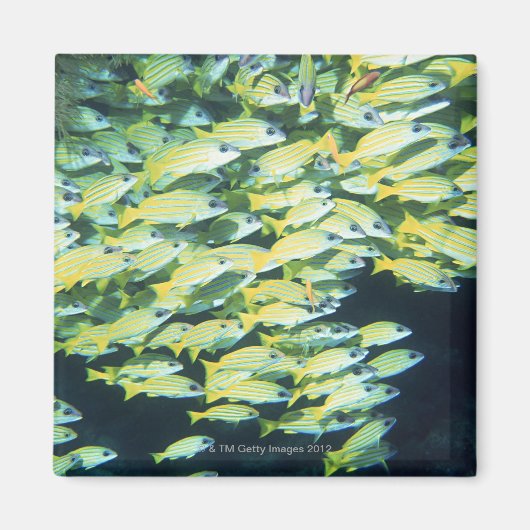 Visschool Magneet (Voorkant)