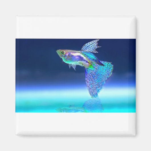 vissen-2358741_1920 magneet (Voorkant)