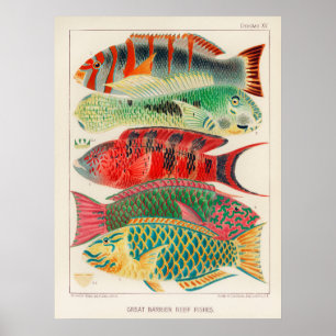 Vissen 2 poster