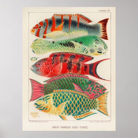 Vissen 2 poster (Voorkant)