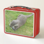 Vissen die Europese otterbox eten (Achterkant)