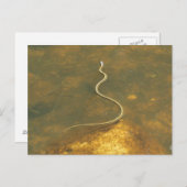 Vissen Garter Snake Briefkaart (Voorkant / Achterkant)