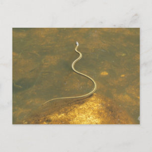 Vissen Garter Snake Briefkaart