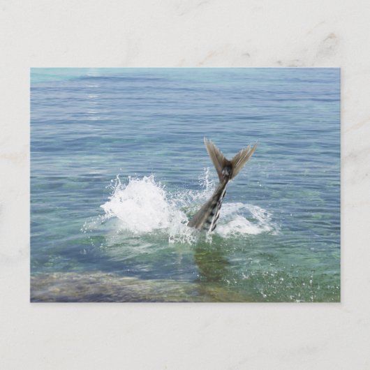 Vissen in het zee briefkaart (Voorkant)