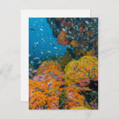 Vissen onder Koraalrif Briefkaart (Voorkant / Achterkant)