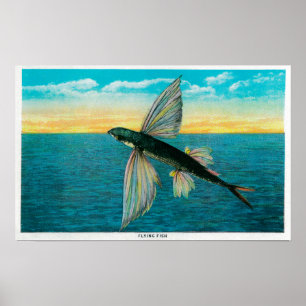 Vissen op Catalina Poster