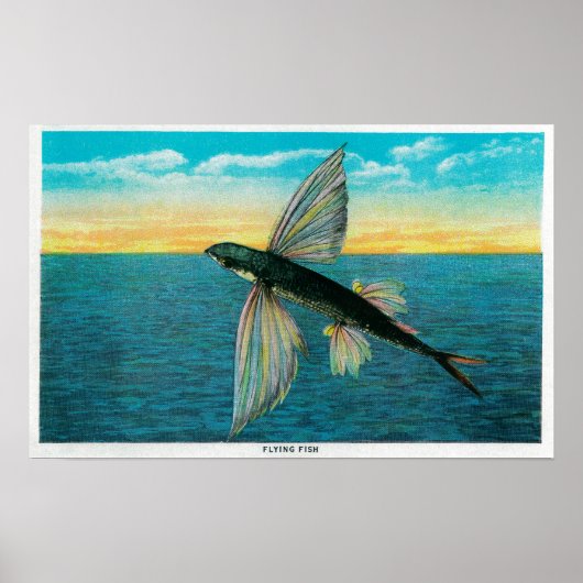 Vissen op Catalina Poster (Voorkant)