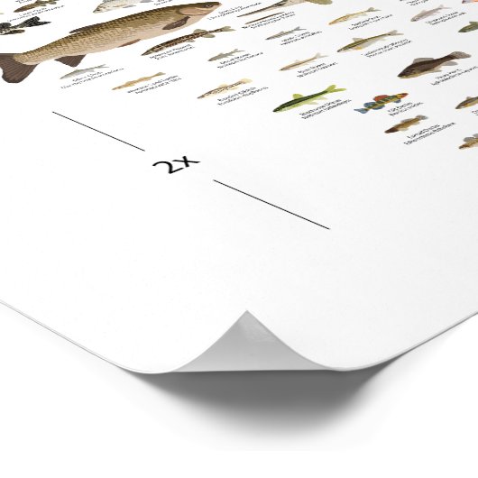 Vissen van Iowa Poster (Hoek)