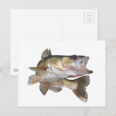 Vissen Walleye Briefkaart (Voorkant / Achterkant)