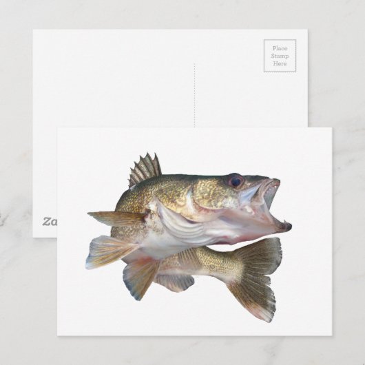 Vissen Walleye Briefkaart (Voorkant / Achterkant)