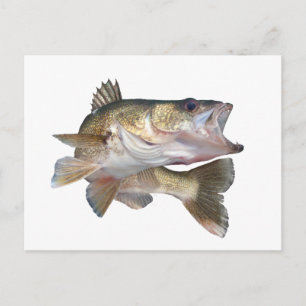 Vissen Walleye Briefkaart