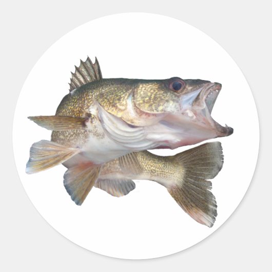Vissen Walleye Ronde Sticker (Voorkant)