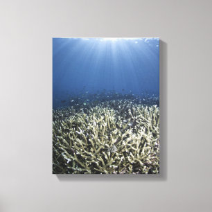 Vissen zwemmen over dood rif canvas afdruk