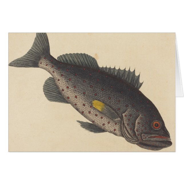  Vissende kunst (Voorkant Horizontaal)