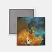 visser magneet (Voorkant / Achterkant)