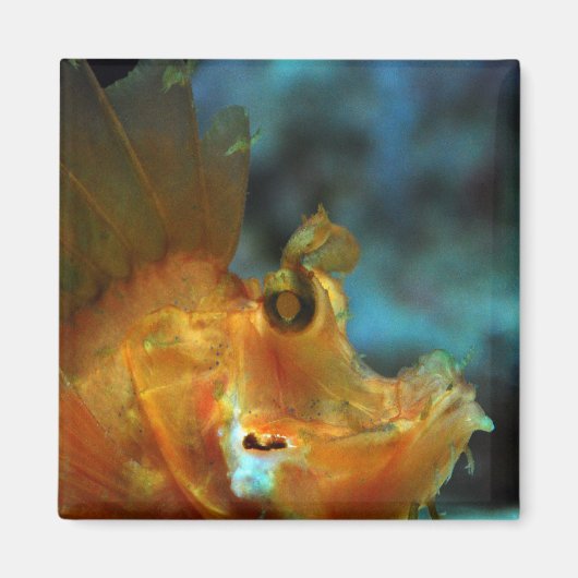 visser magneet (Voorkant)